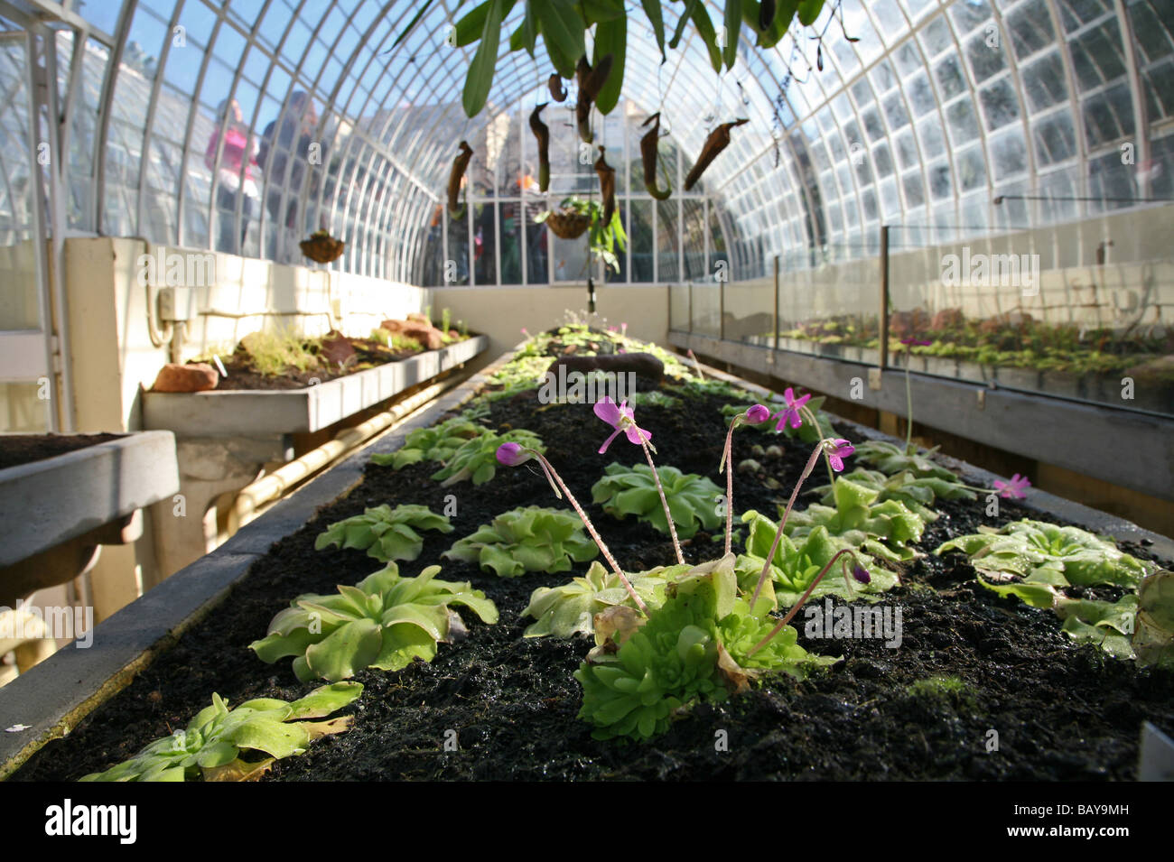 Jardin Botanico, premier jardin botanique de l'Espagne, glass house, Valencia, Espagne Banque D'Images