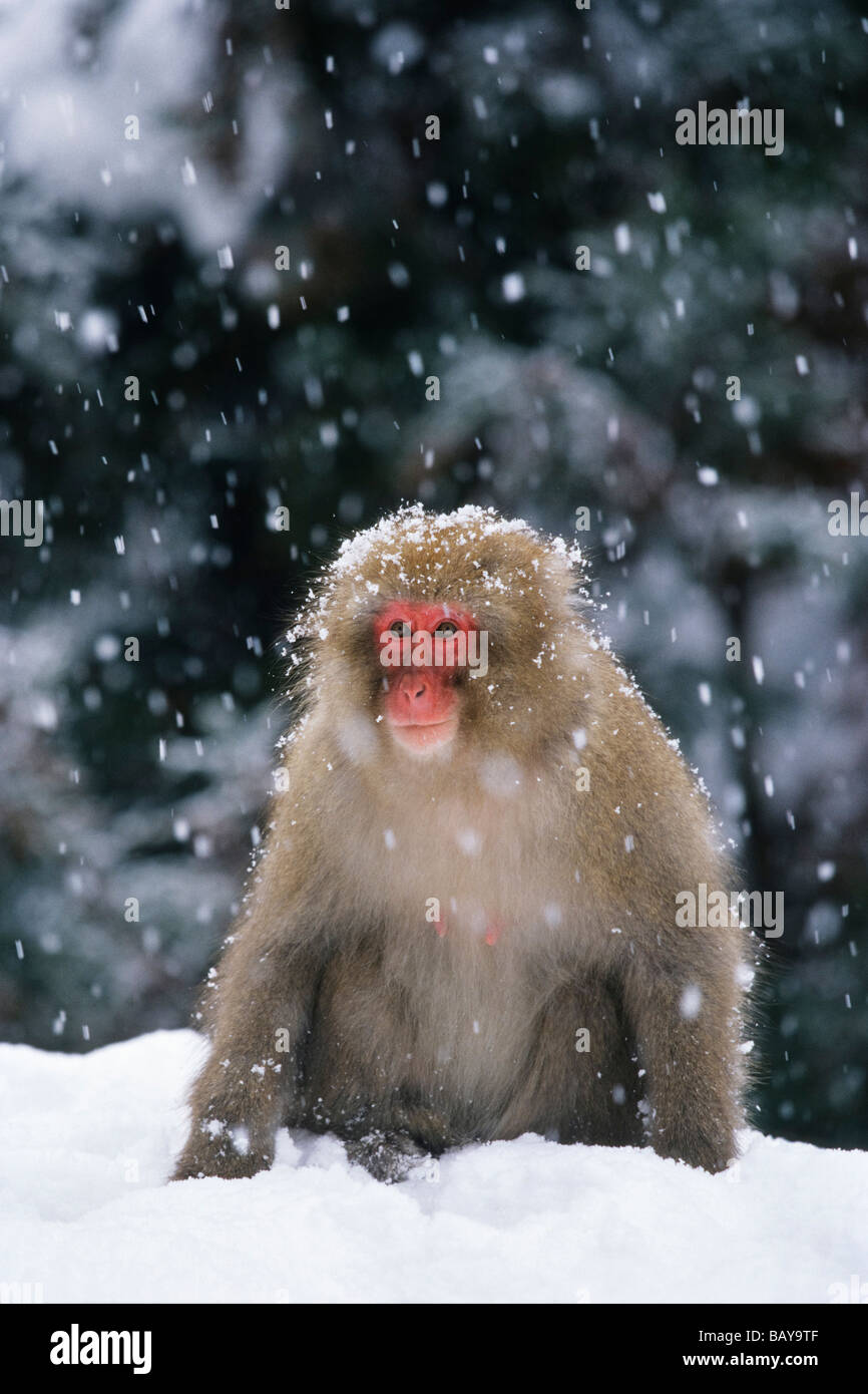 Snow Monkey, Macaque japonais, Macaca fuscata, Japon Banque D'Images