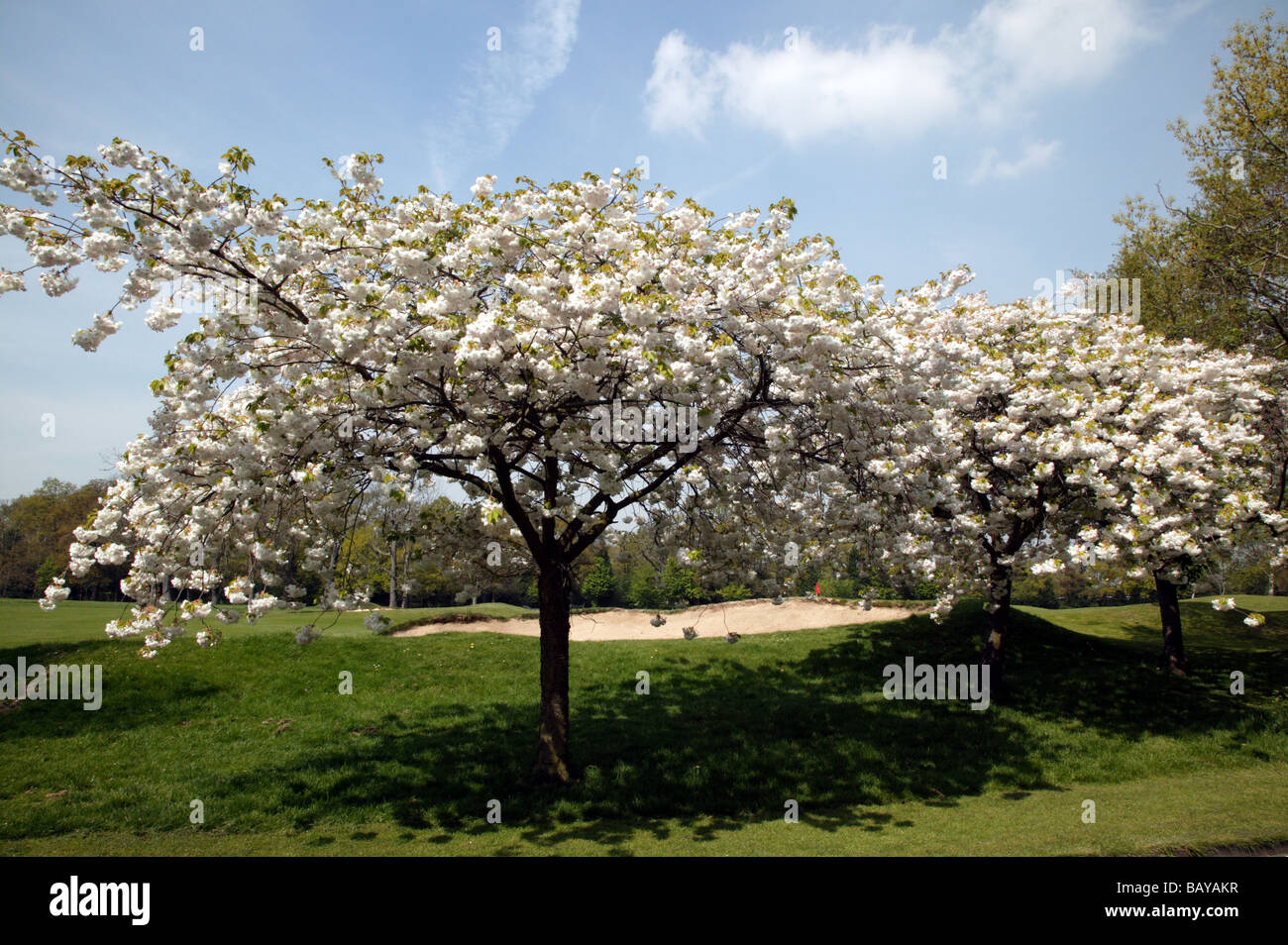 Les cerisiers en fleurs du printemps au bord du terrain de golf à Beckenham Place Park, Lewisham Banque D'Images