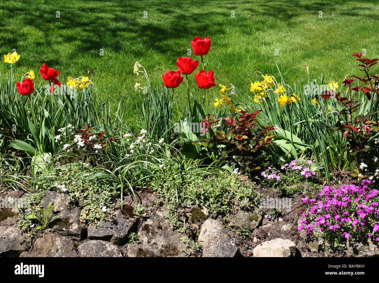Tulip frontière à un jardin du Kent Kent UK Banque D'Images