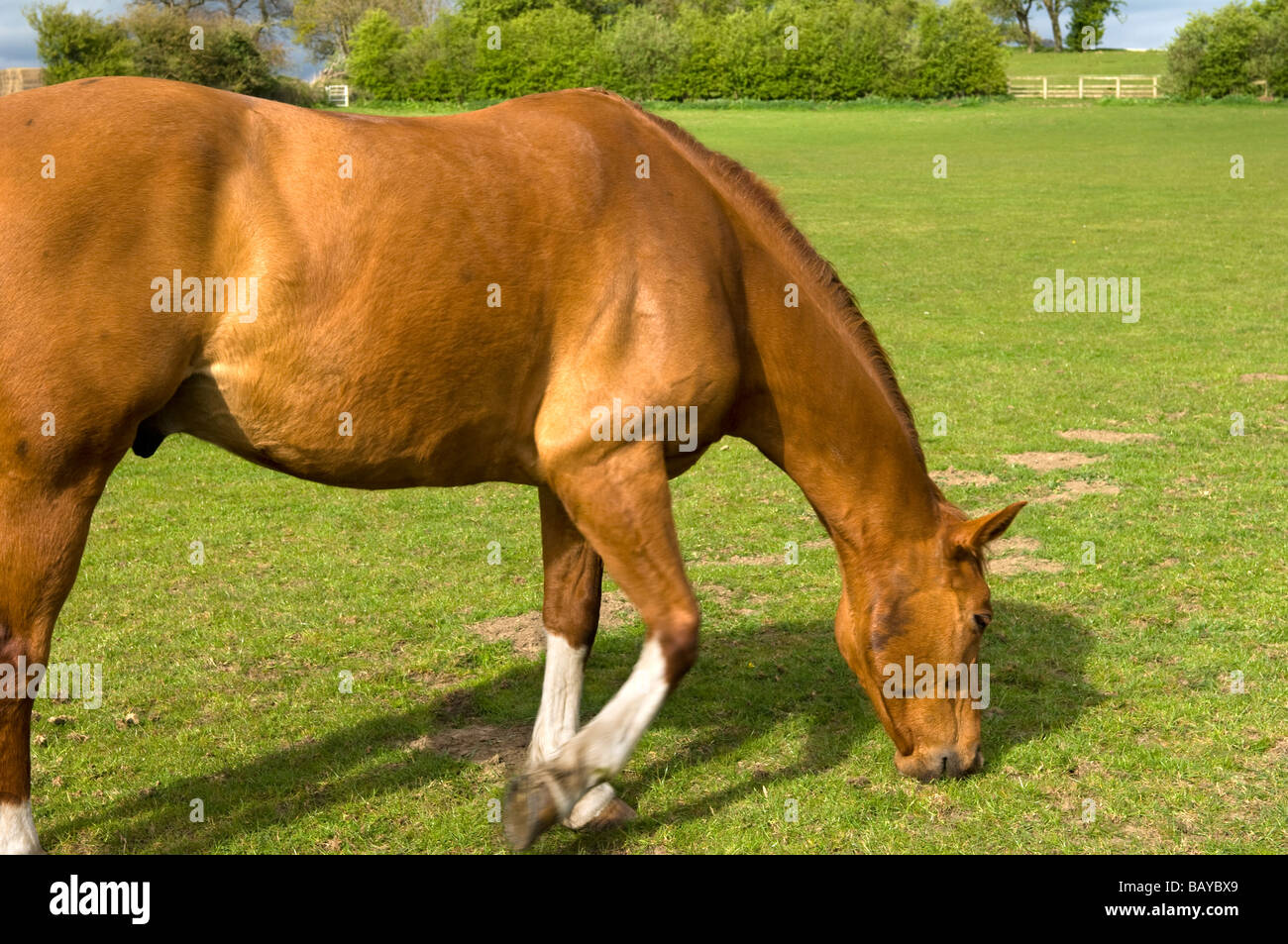 Le pâturage de chevaux dans un enclos du Yorkshire du Nord Banque D'Images