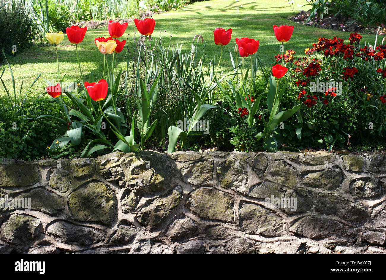 Tulip frontière à un jardin du Kent Kent UK Banque D'Images