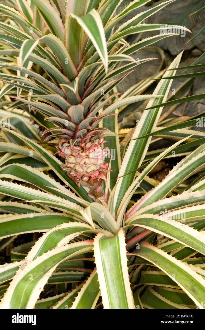 Ananas Ananas avec fruit dans le Myriad Botanical Garden conservatory, Oklahoma City Banque D'Images