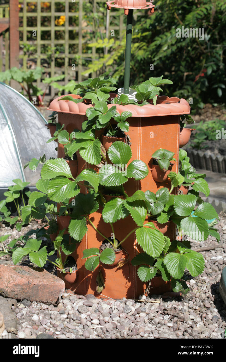 Fraise de style victorien à remous dans un jardin de Cheshire Angleterre Banque D'Images