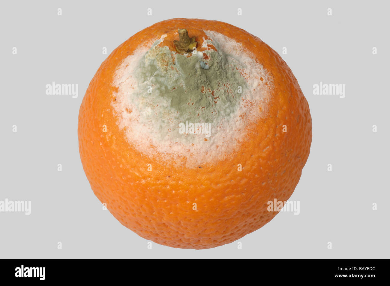 Moule verte Penicillium digitatum sur un stockage des fruits orange Banque D'Images