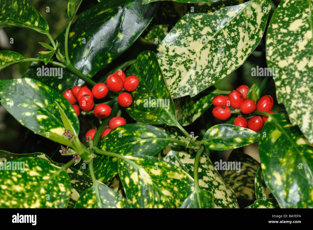 Repéré laurel Aucuba japonica feuillage panaché et de fruits rouges mûrs Banque D'Images