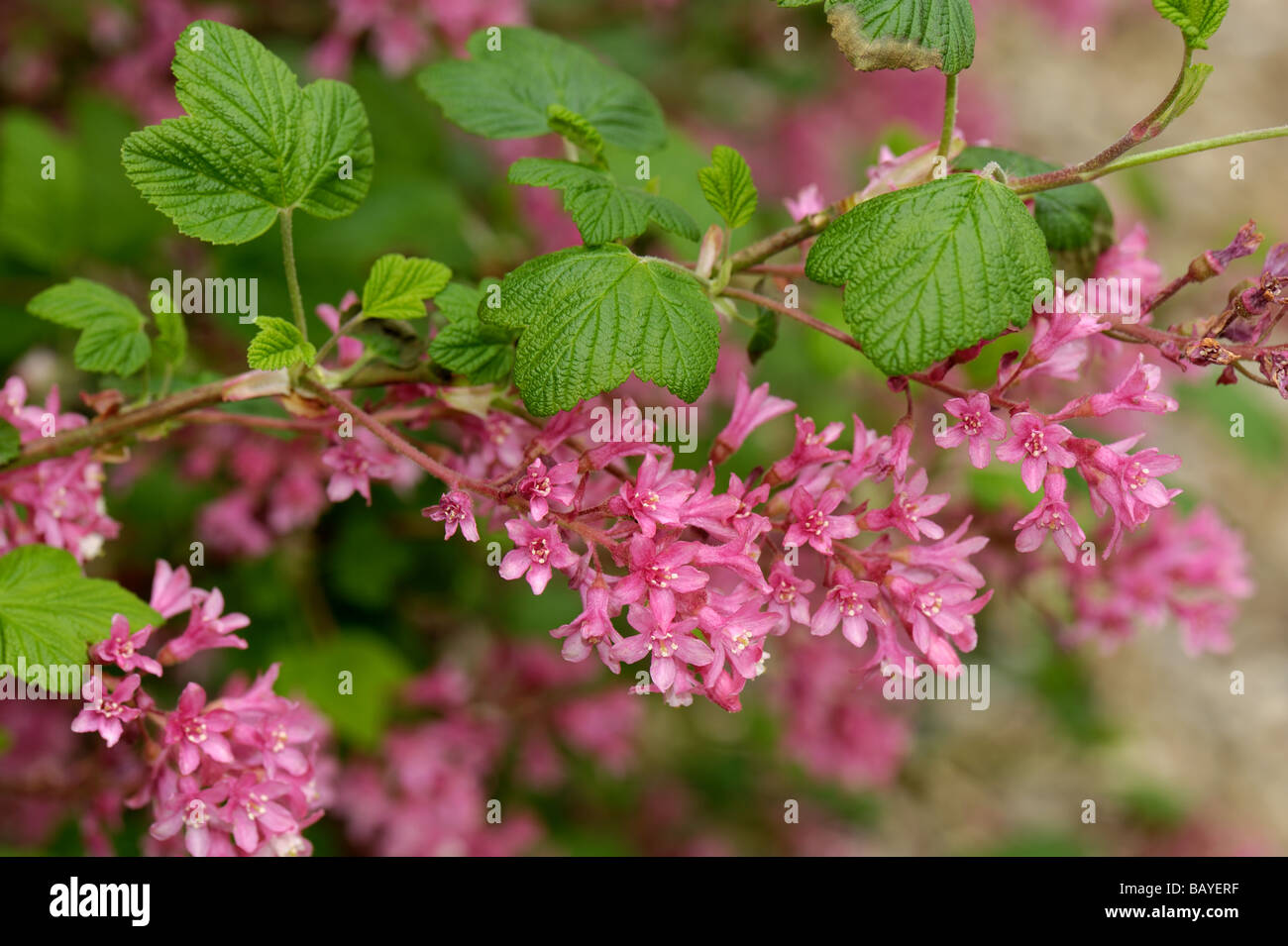 La floraison ou CASSIS Ribes sanguineum redflower des fleurs au printemps Banque D'Images