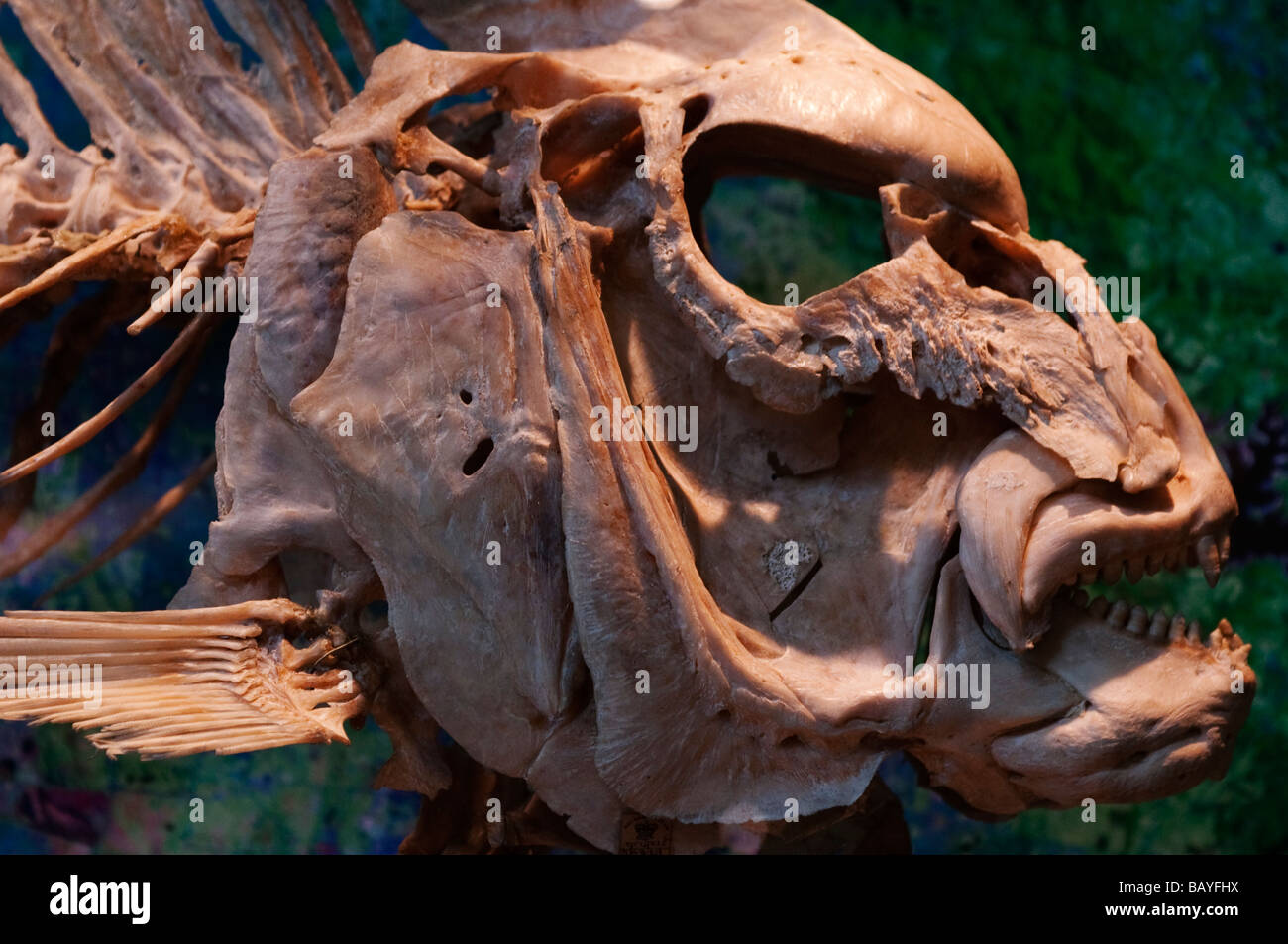 Snapper Pagrus auratus Musée de Melbourne Melbourne Australie Victoria Banque D'Images