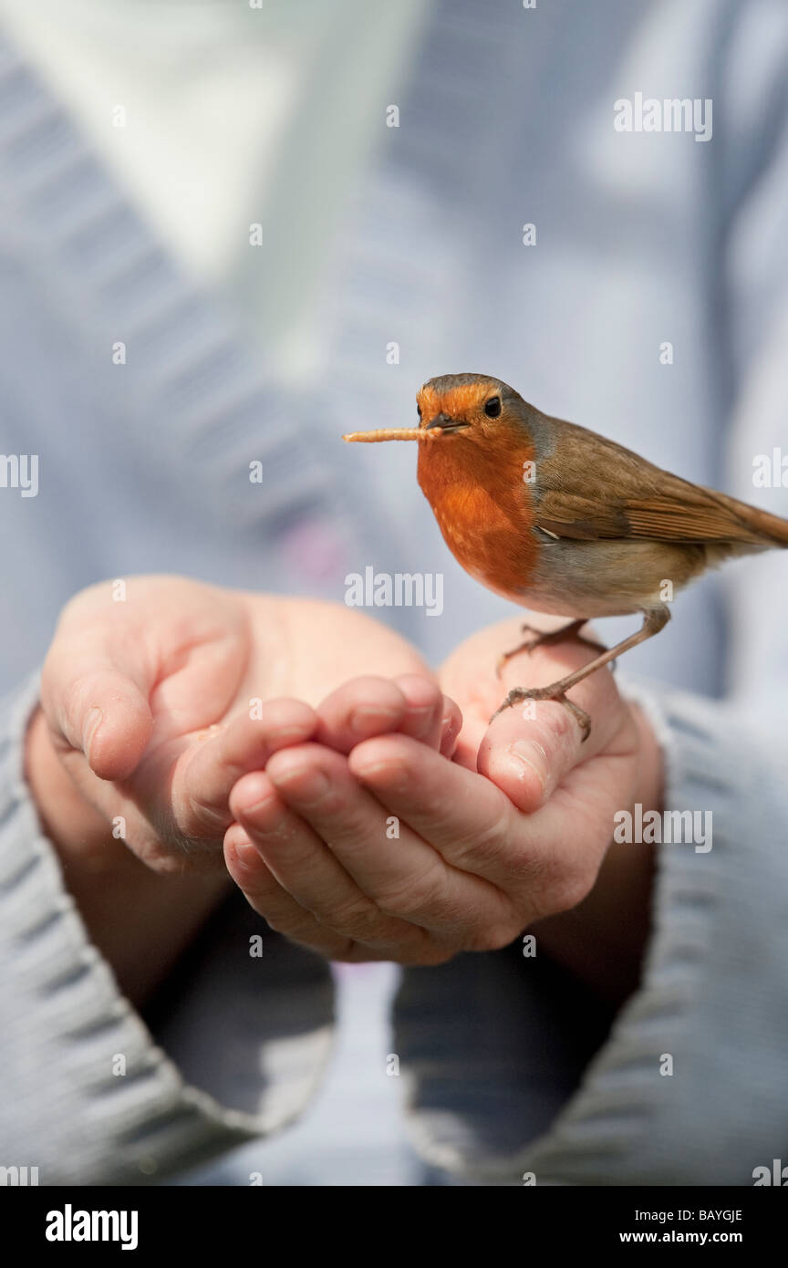 Erithacus rubecula aux abords. Robin se nourrit de vers de farine sur main de femme Banque D'Images