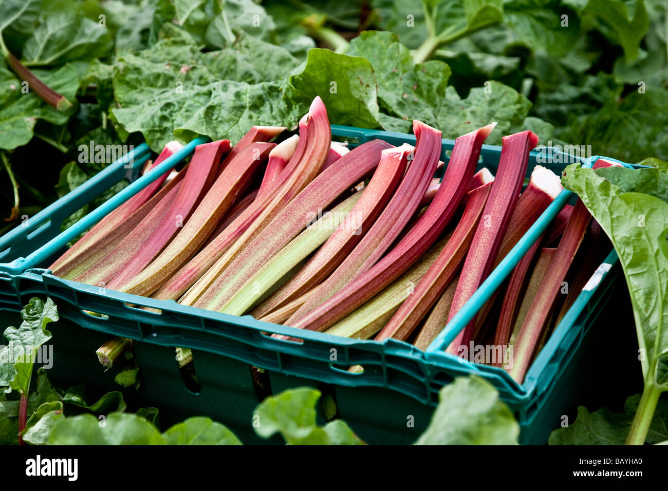 La rhubarbe emballé prêt à l'abri d'emballage c'est une grande production de rhubarbe cultivée par Barfoots dans le Hampshire en Angleterre Banque D'Images