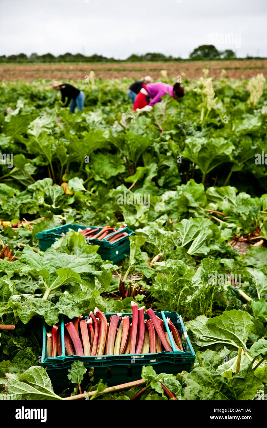 La rhubarbe emballé prêt à l'hangar d'emballage avec les vendangeurs à l'arrière du terrain Banque D'Images