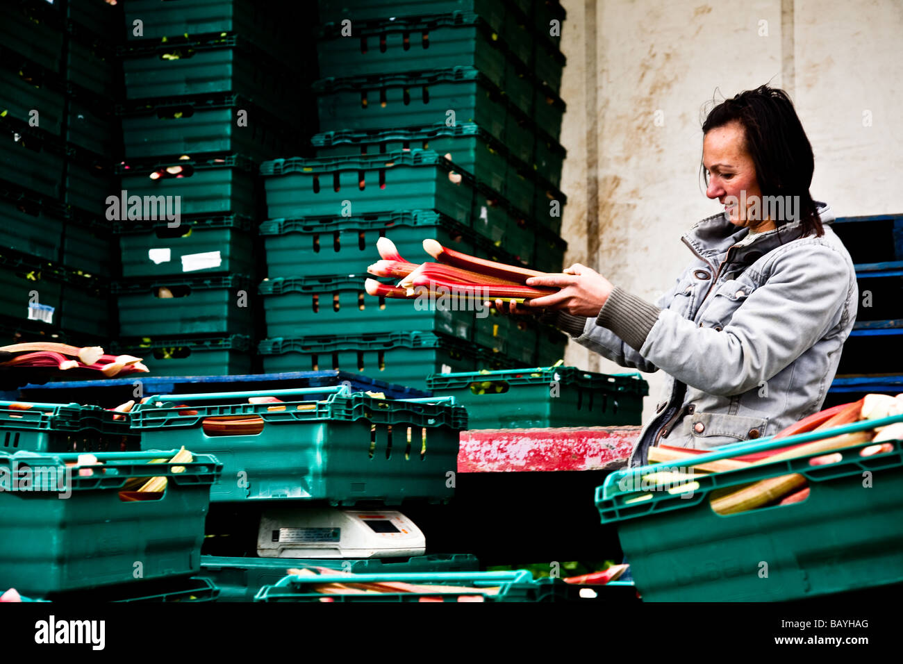 Pesant le Rhurbarb pour assurer cette cohérence est une grande échelle la production de rhubarbe à Barfoots Hampshire Banque D'Images
