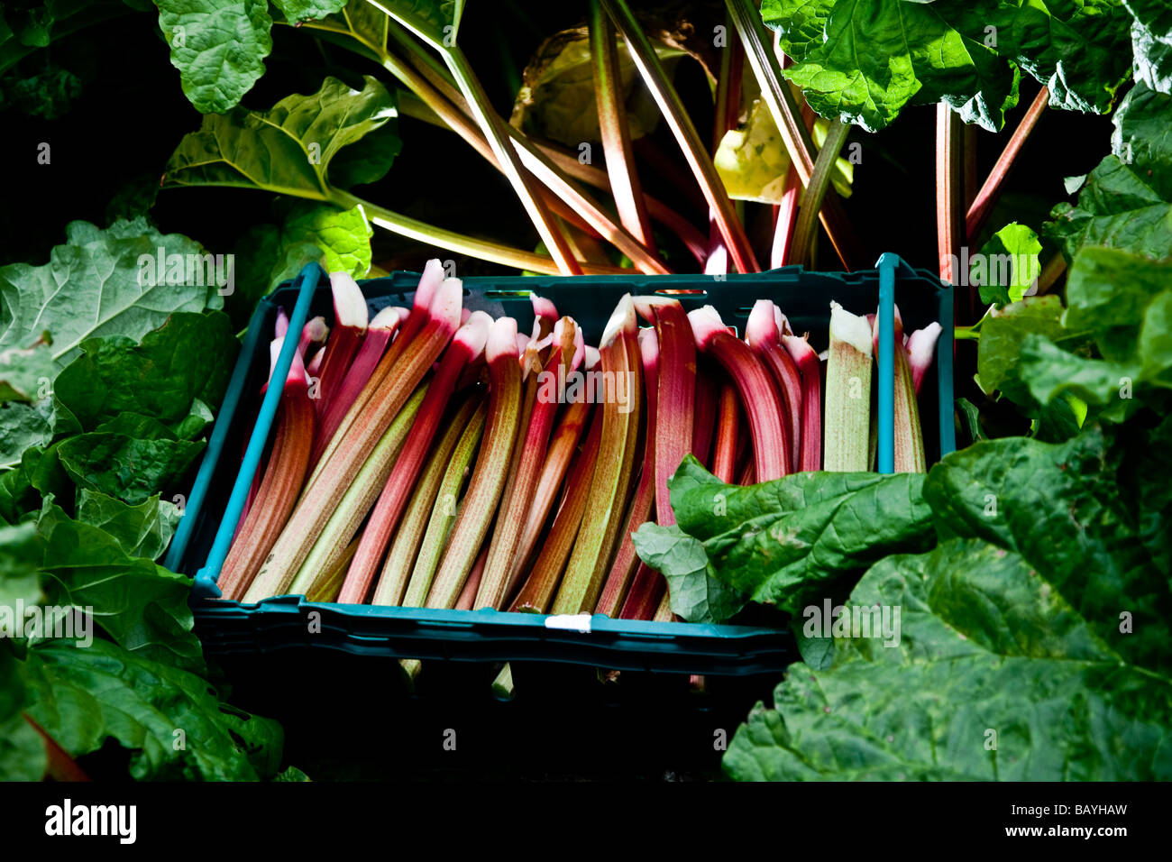 La rhubarbe emballé prêt à l'abri d'emballage c'est une grande production de rhubarbe cultivée par Barfoots dans le Hampshire en Angleterre Banque D'Images