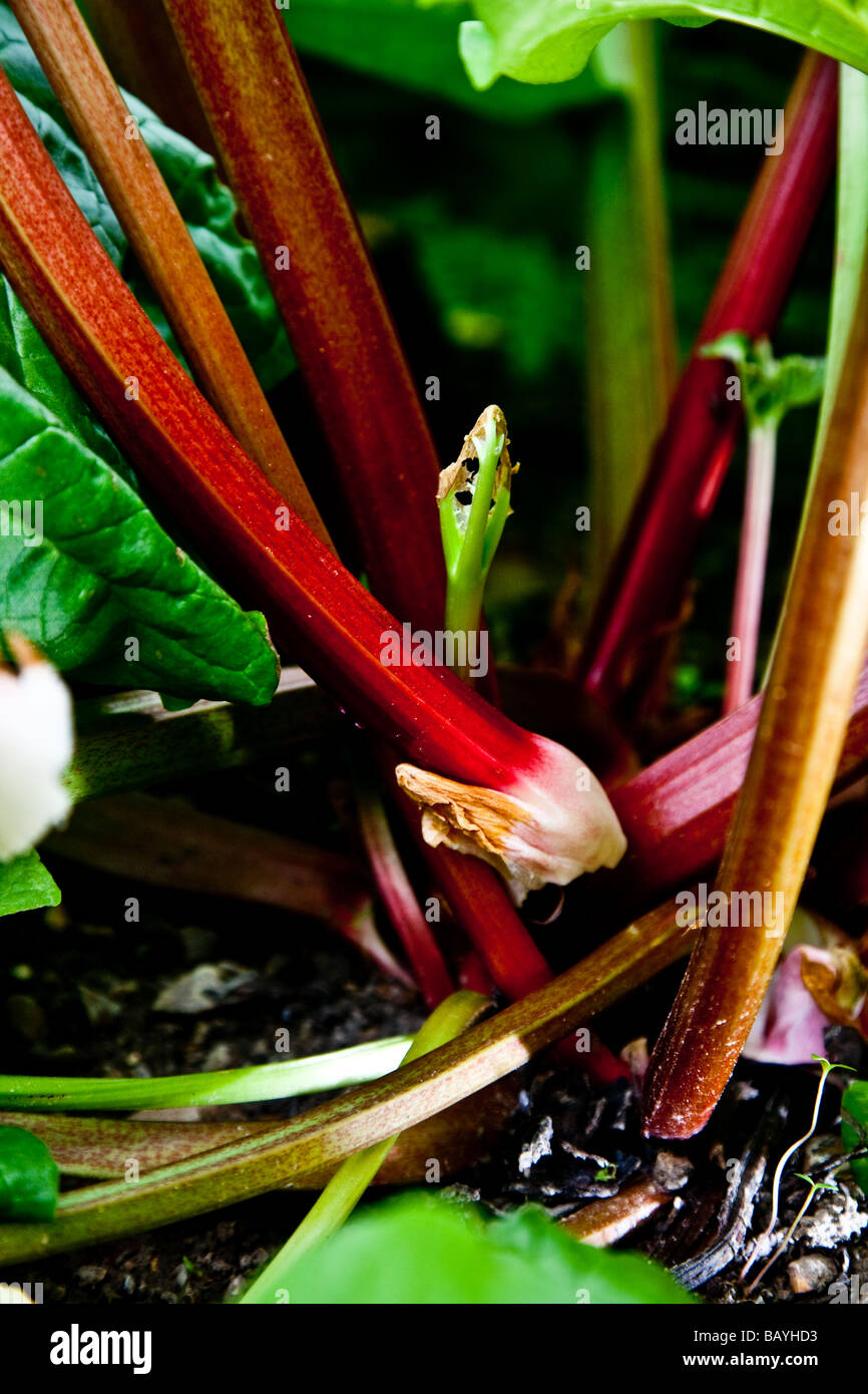 La rhubarbe tractée montrant la tige libre Banque D'Images