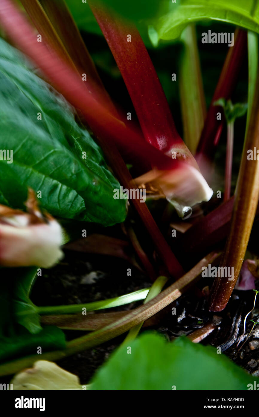 La rhubarbe tractée montrant la tige libre Banque D'Images