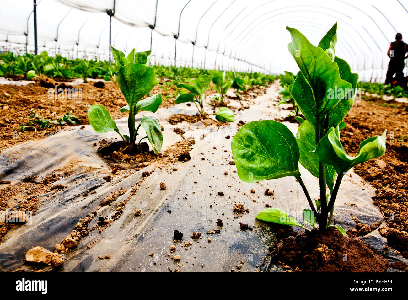 Les aubergines de la plantation d'une culture commerciale Il s'agit d'une production à grande échelle de plantes 15000 planté en grand Polytunnels Banque D'Images