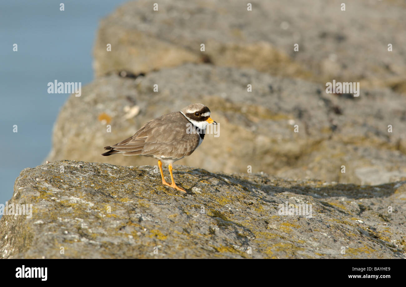 Ringed Plover (Charadrius hiaticula) Banque D'Images