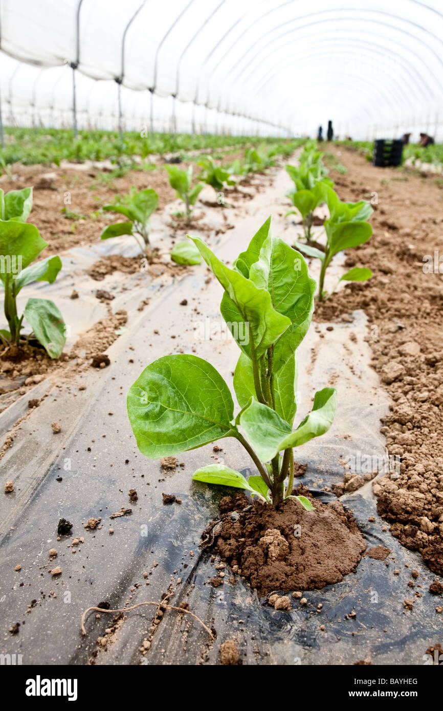 Les aubergines de la plantation d'une culture commerciale Il s'agit d'une production à grande échelle de plantes 15000 planté en grand Polytunnels Banque D'Images