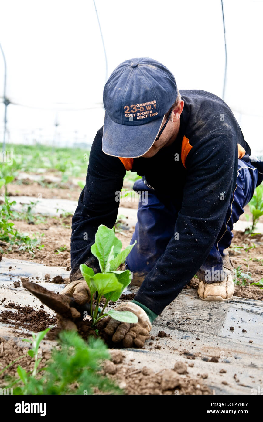 Les aubergines de la plantation d'une culture commerciale Il s'agit d'une production à grande échelle de plantes 15000 planté en grand Polytunnels Banque D'Images