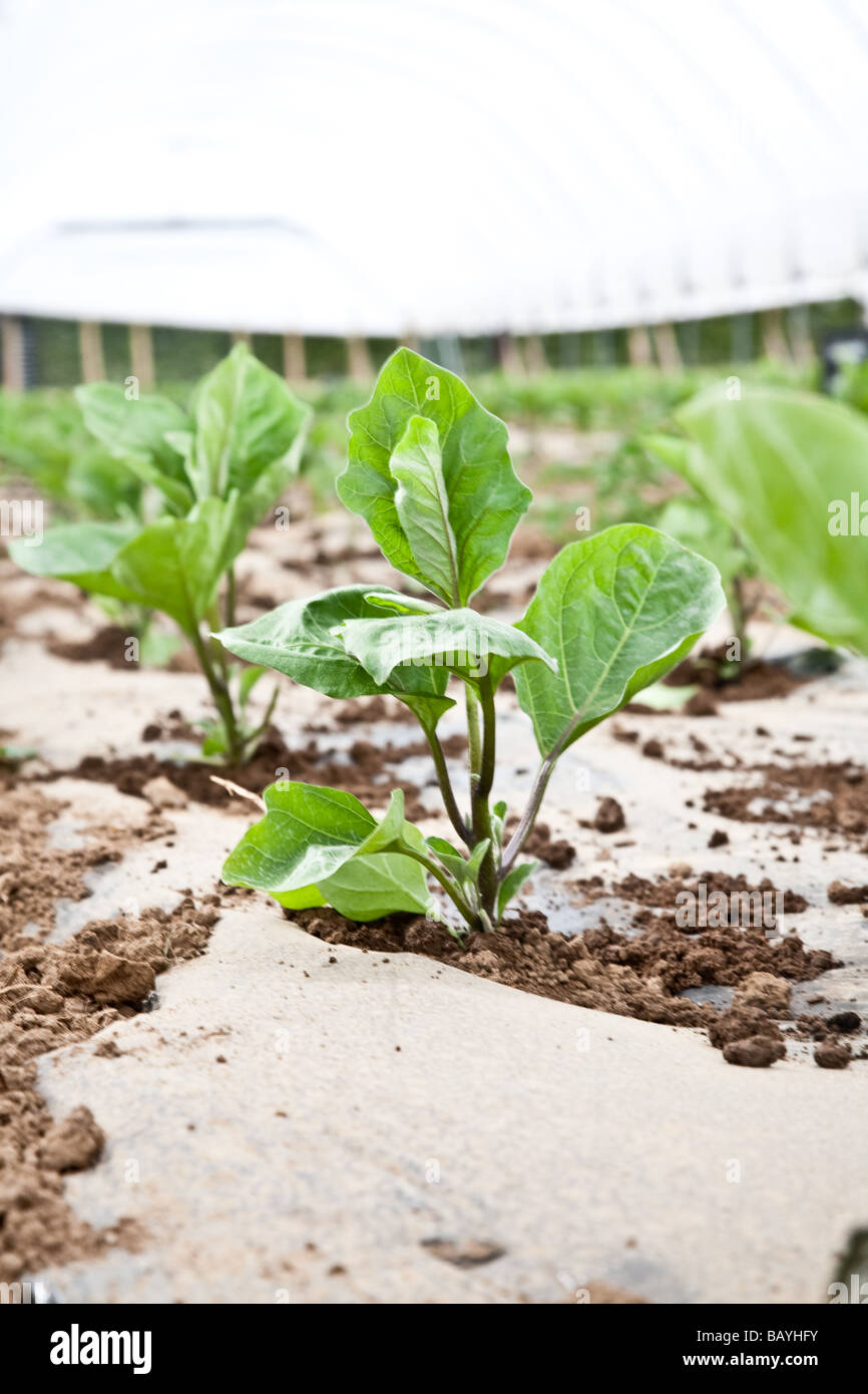 Les aubergines de la plantation d'une culture commerciale Il s'agit d'une production à grande échelle de plantes 15000 planté en grand Polytunnels Banque D'Images