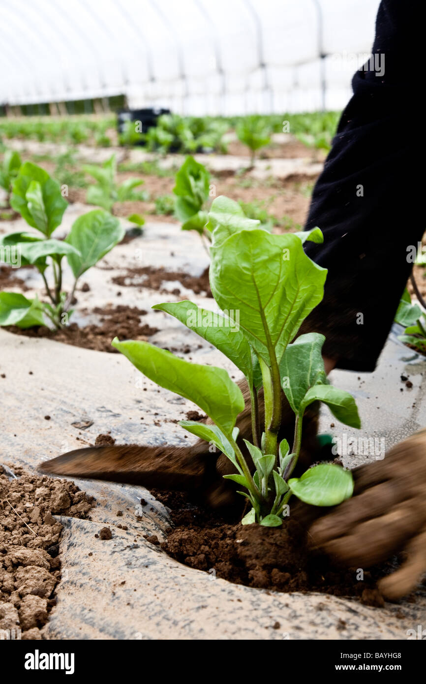 Les aubergines de la plantation d'une culture commerciale Il s'agit d'une production à grande échelle de plantes 15000 planté en grand Polytunnels Banque D'Images