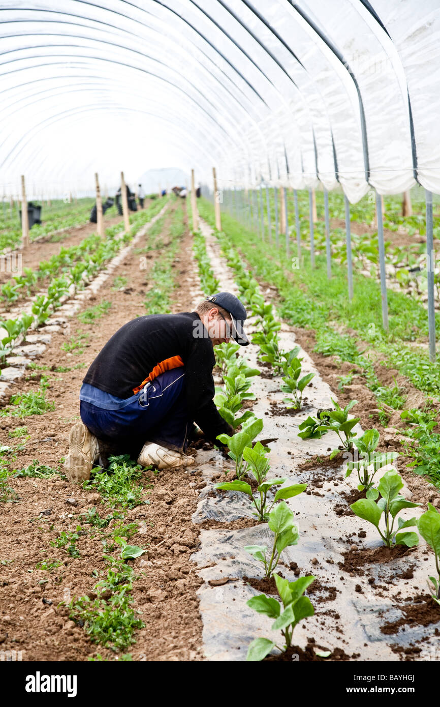 Les aubergines de la plantation d'une culture commerciale Il s'agit d'une production à grande échelle de plantes 15000 planté en grand Polytunnels Banque D'Images