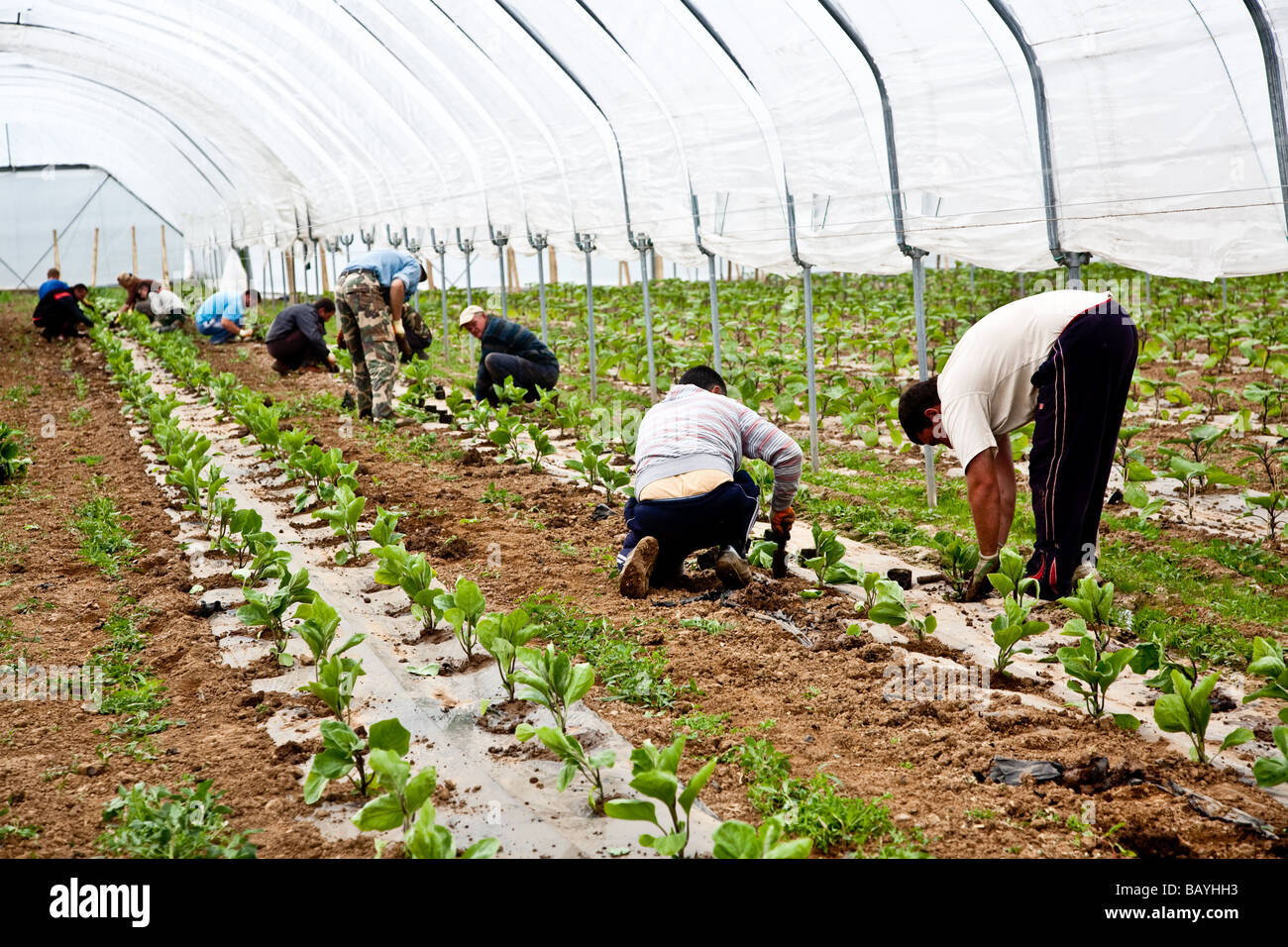 Les aubergines de la plantation d'une culture commerciale Il s'agit d'une production à grande échelle de plantes 15000 planté en grand Polytunnels Banque D'Images