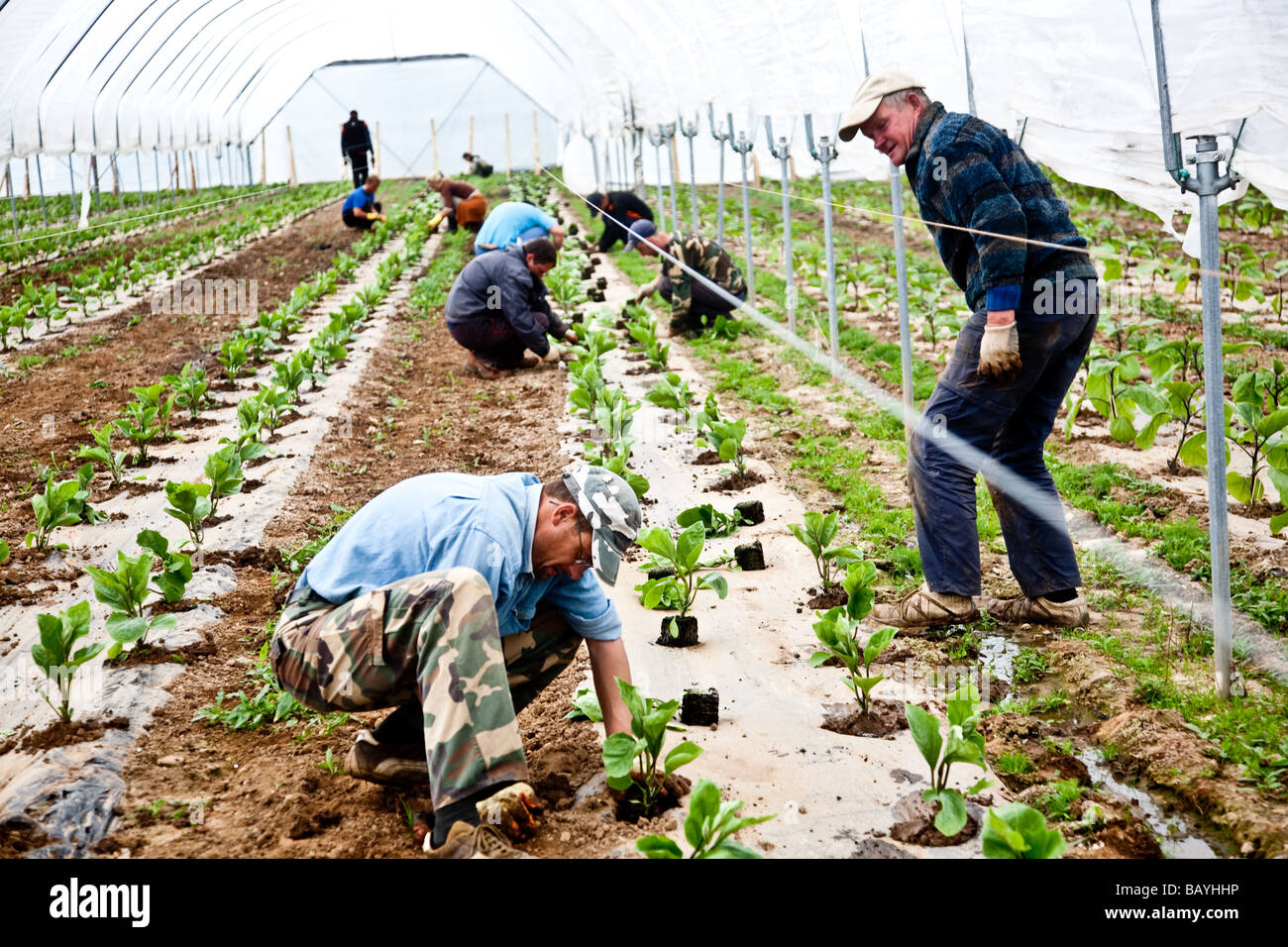 Les aubergines de la plantation d'une culture commerciale Il s'agit d'une production à grande échelle de plantes 15000 planté en grand Polytunnels Banque D'Images