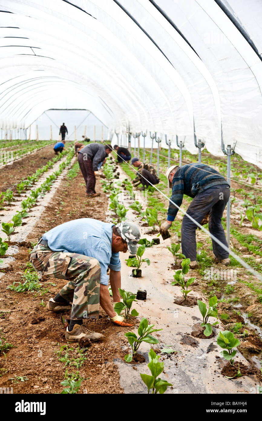 Les aubergines de la plantation d'une culture commerciale Il s'agit d'une production à grande échelle de plantes 15000 planté en grand Polytunnels Banque D'Images