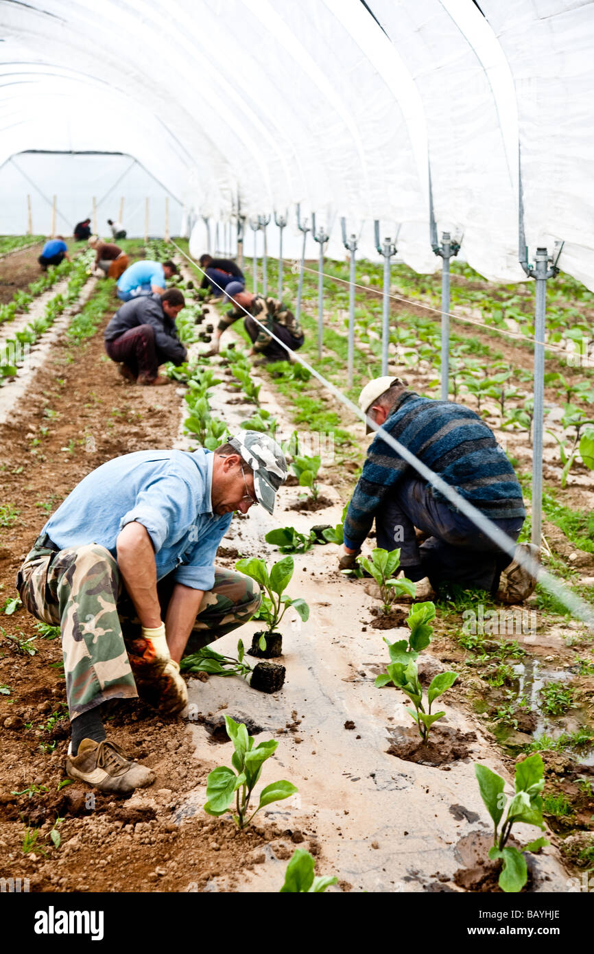 Les aubergines de la plantation d'une culture commerciale Il s'agit d'une production à grande échelle de plantes 15000 planté en grand Polytunnels Banque D'Images