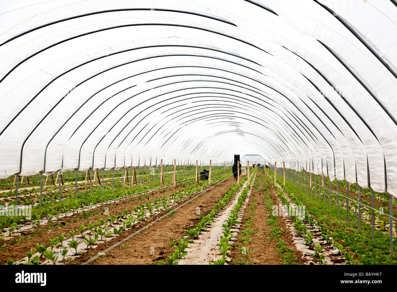 Les aubergines de la plantation d'une culture commerciale Il s'agit d'une production à grande échelle de plantes 15000 planté en grand Polytunnels Banque D'Images