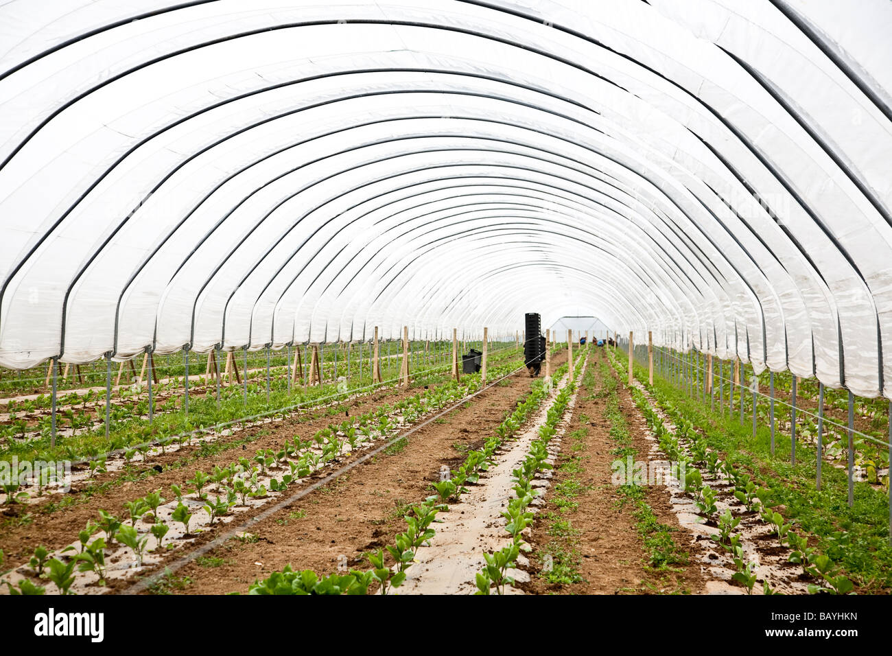 Les aubergines de la plantation d'une culture commerciale Il s'agit d'une production à grande échelle de plantes 15000 planté en grand Polytunnels Banque D'Images