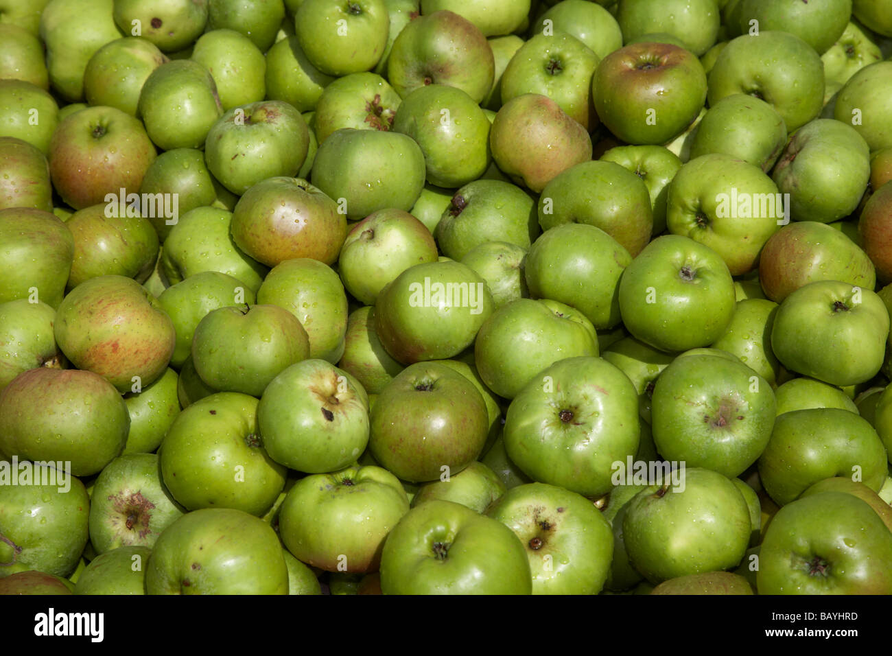 Malus domestica Bramley apple des semis de la récolte des pommes Bramley armagh county armagh irlande du nord culture saisonnière Banque D'Images