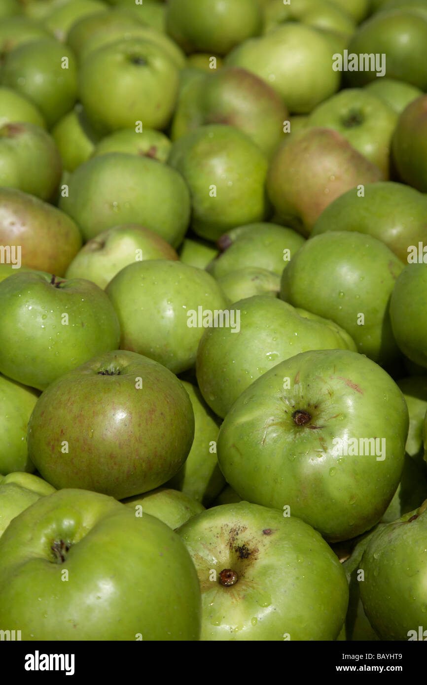Malus domestica Bramley apple des semis de la récolte des pommes Bramley armagh Banque D'Images