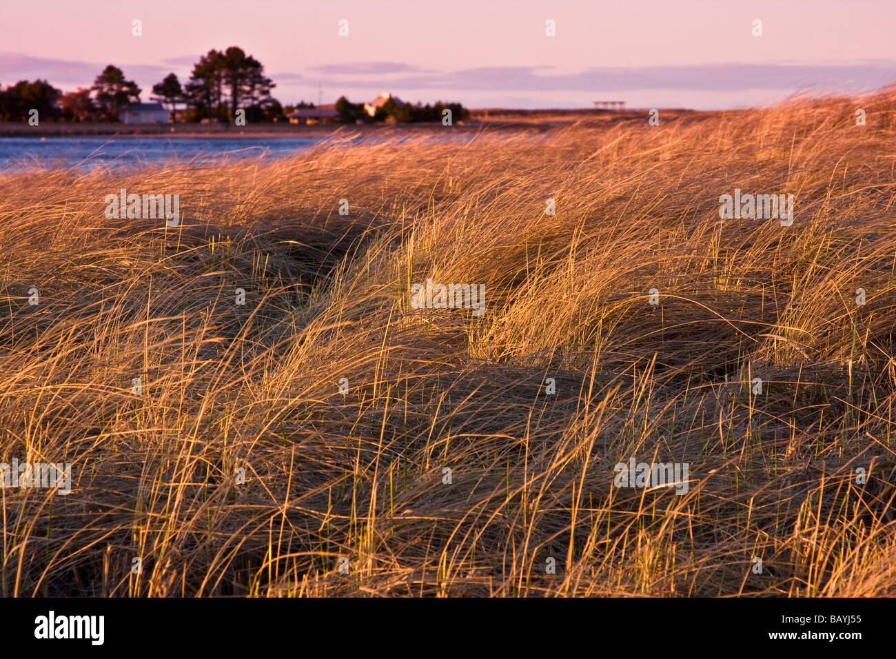 Dune de sable sur un cordon littoral sur l'île de Plum, Massachusetts, Banque D'Images