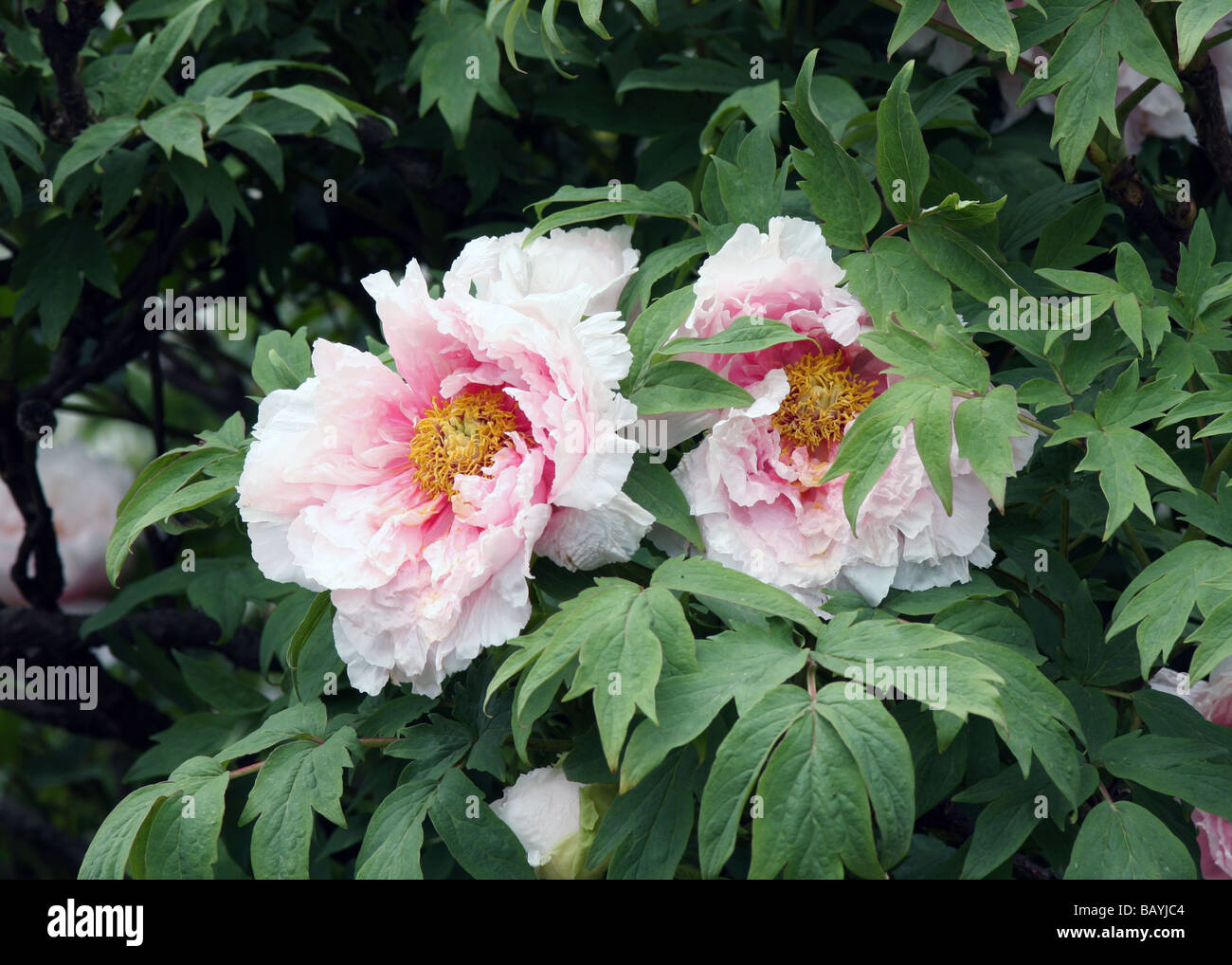 Paeonia Suffruticosa pivoine arbustive Banque D'Images