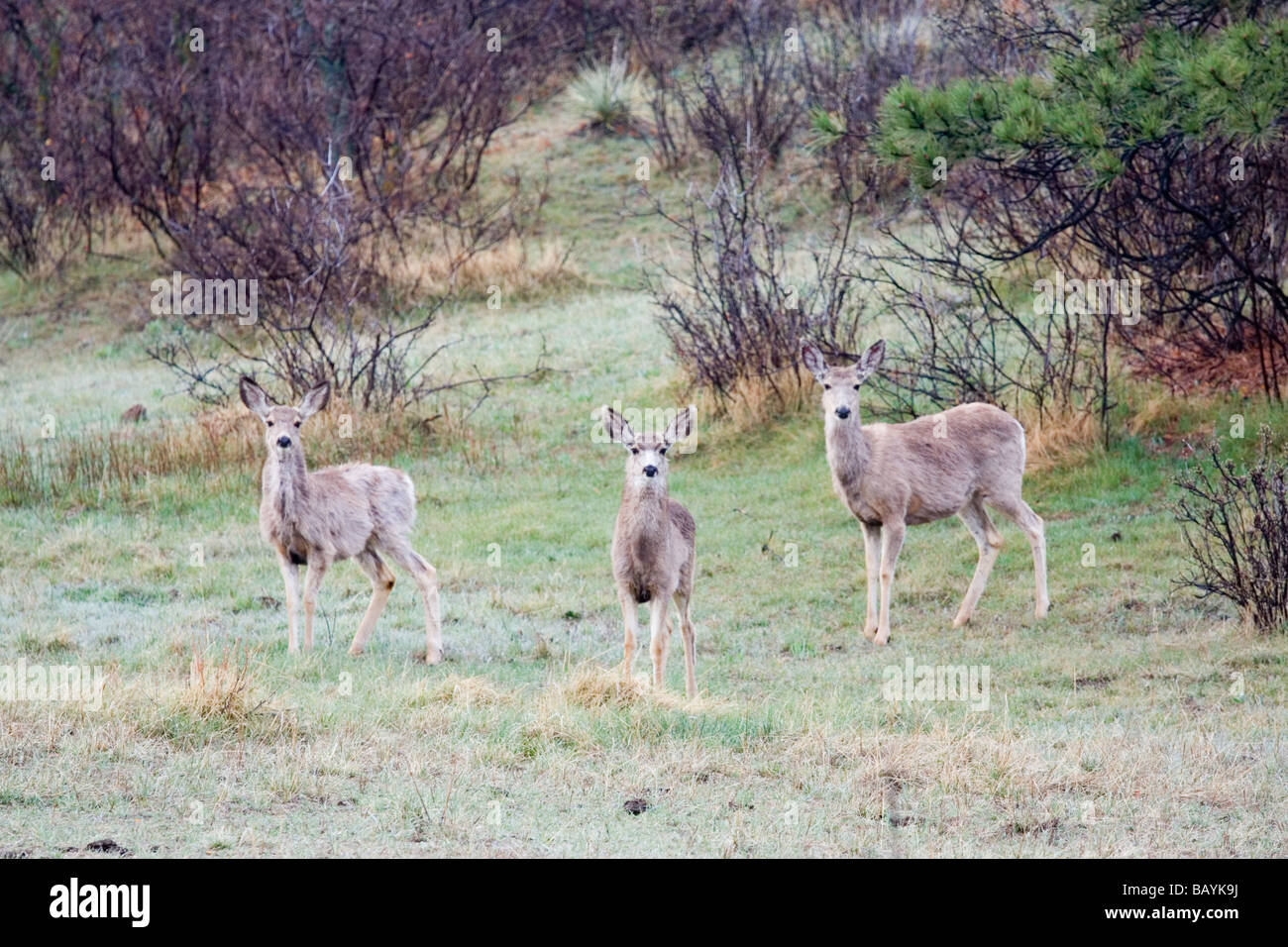 Chevreuil dans la forêt du Colorado dans le printemps Banque D'Images