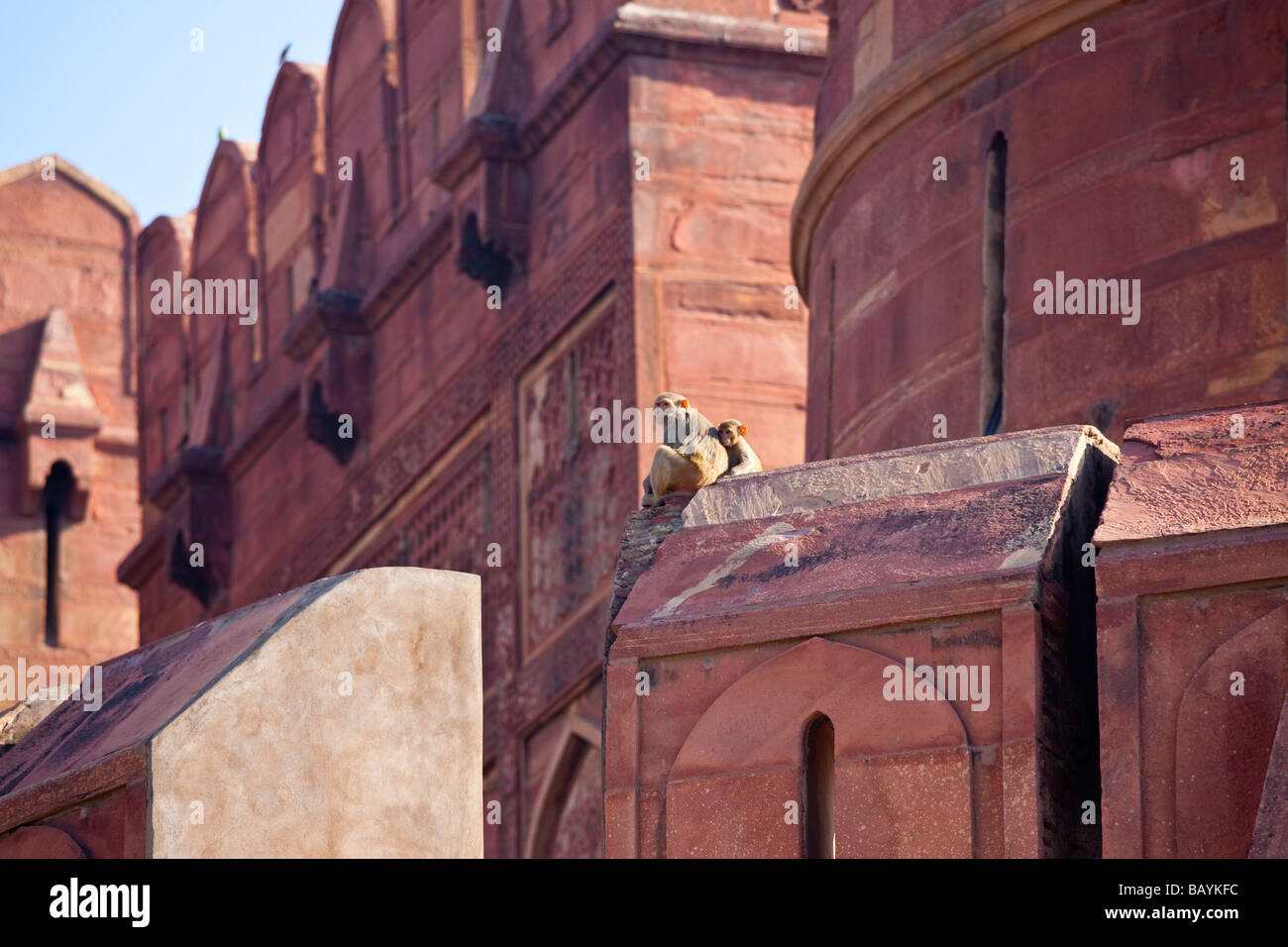Monkies sur les murs du Fort d'Agra Agra en Inde Banque D'Images