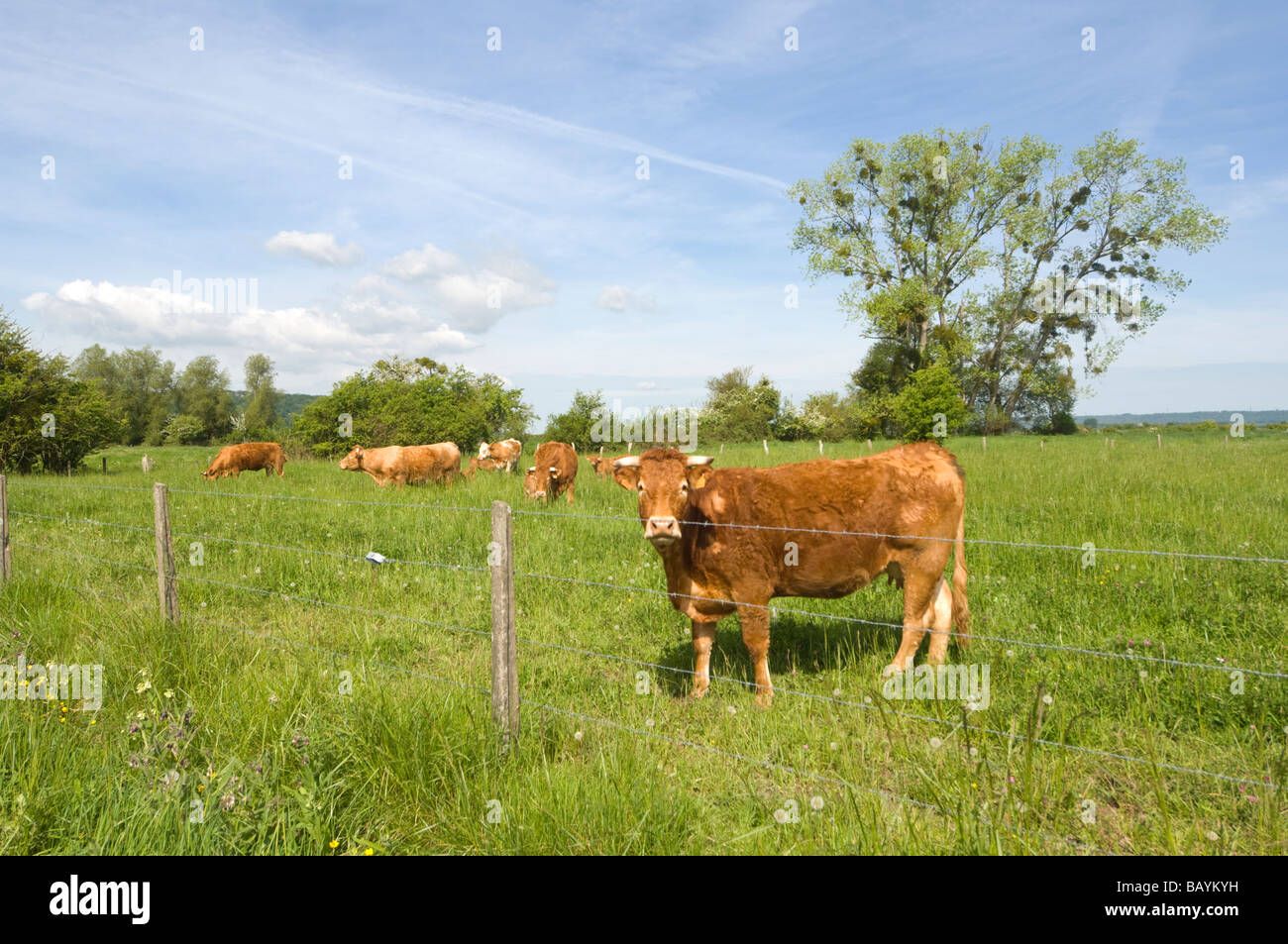 Limousin vaches Bos taurus domesticus Normandie France Banque D'Images