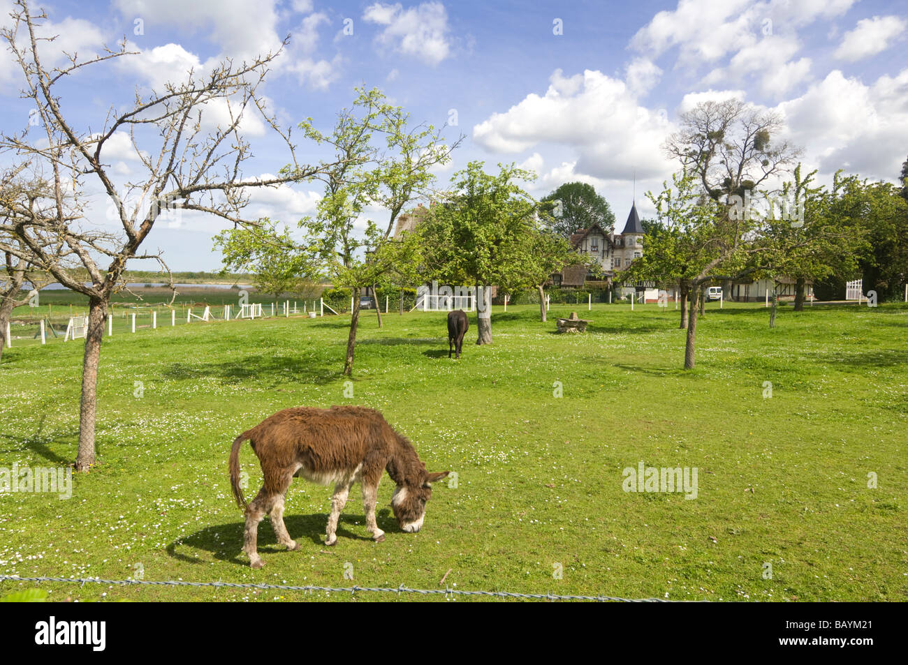 Pacage d'ânes dans un verger, Normandie, France Banque D'Images
