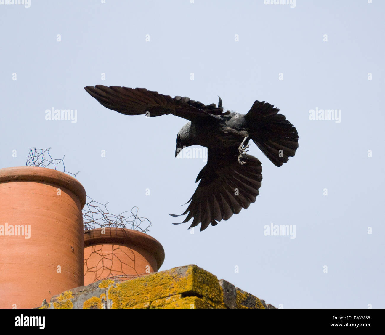 Corvus monedula choucas la nidification des pots de cheminée Surrey UK Banque D'Images