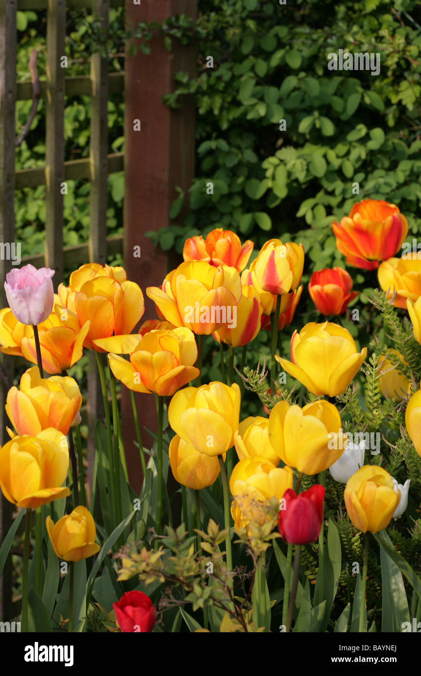 Tulipes dans un jardin de Cheshire Angleterre Banque D'Images