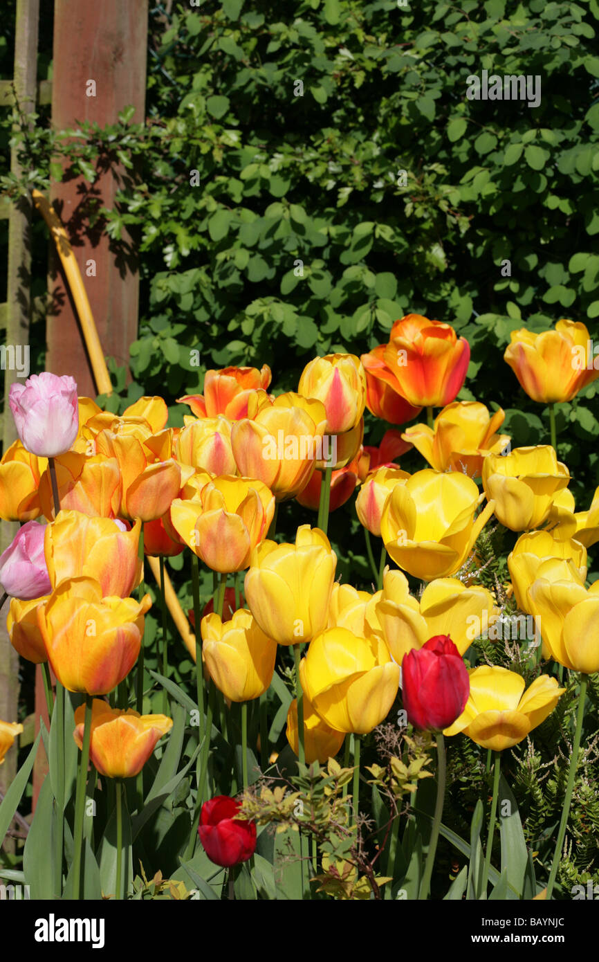 Tulipes dans un jardin de Cheshire Angleterre Banque D'Images