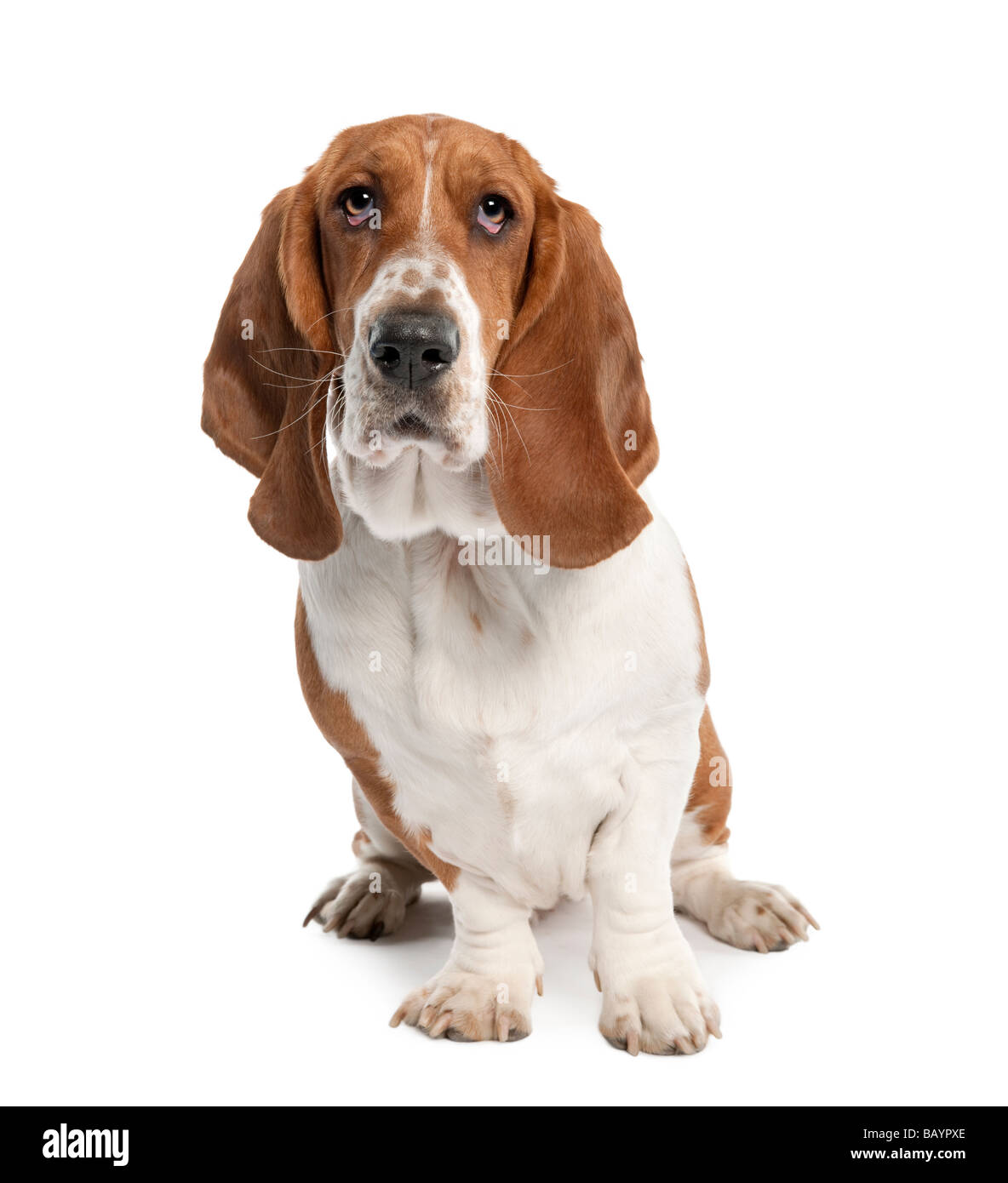 Basset Hound 1 ans devant un fond blanc Banque D'Images