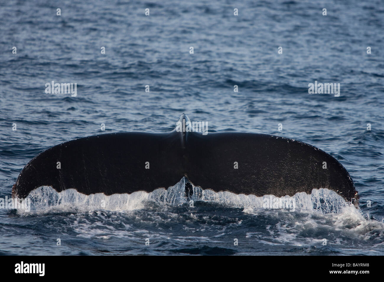 Baleine à bosse Megaptera novaeanglia Buckelwal fluking Banques Gorda Baja California au Mexique Banque D'Images