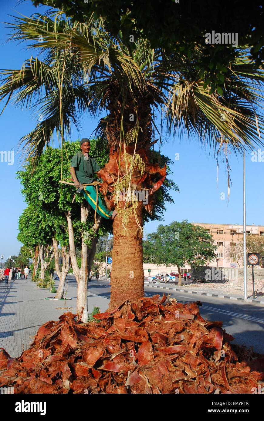 Découpage d'un palmier à Louxor, Egypte Banque D'Images