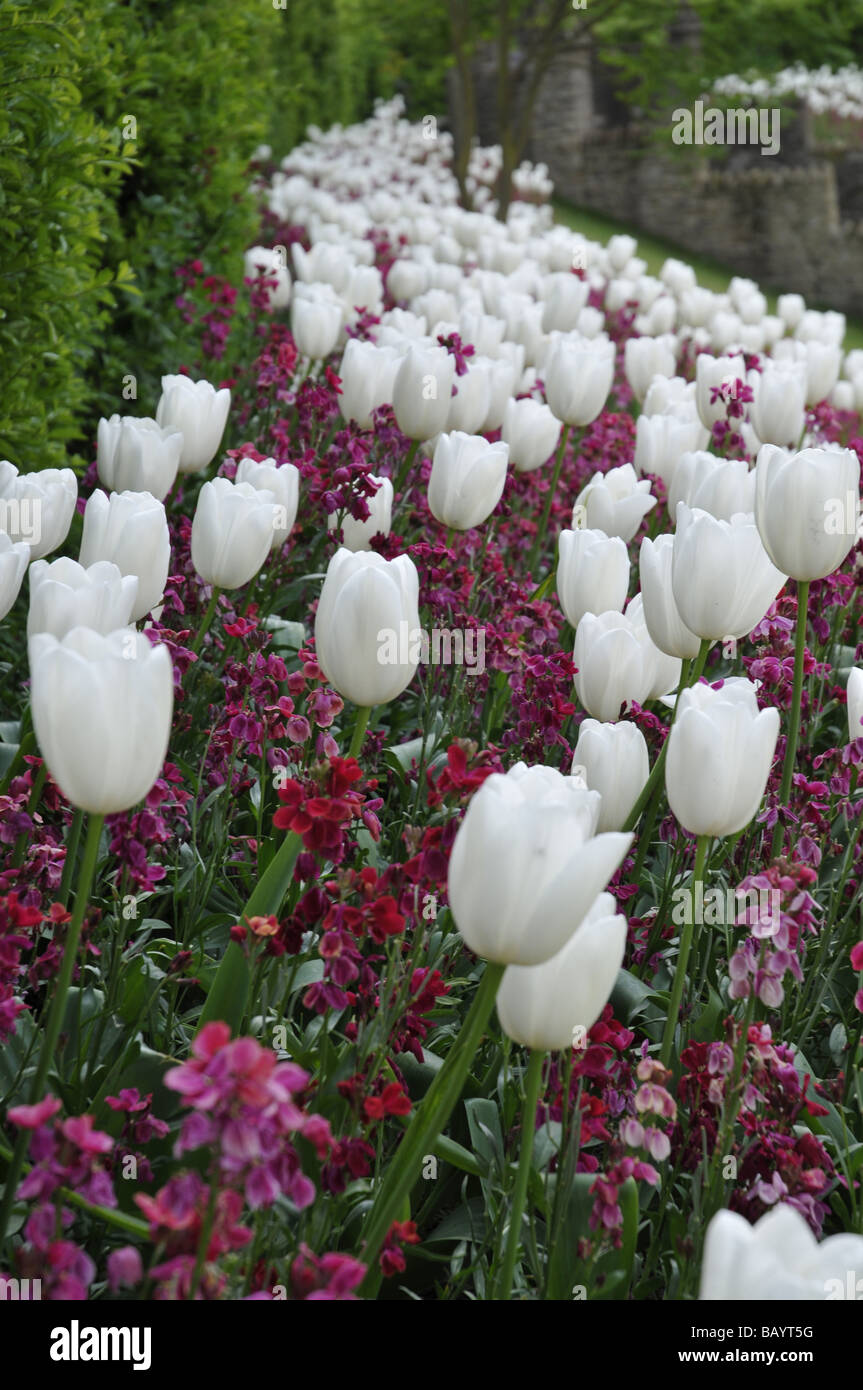 Tulipes blanches à Guildford Castle Banque D'Images