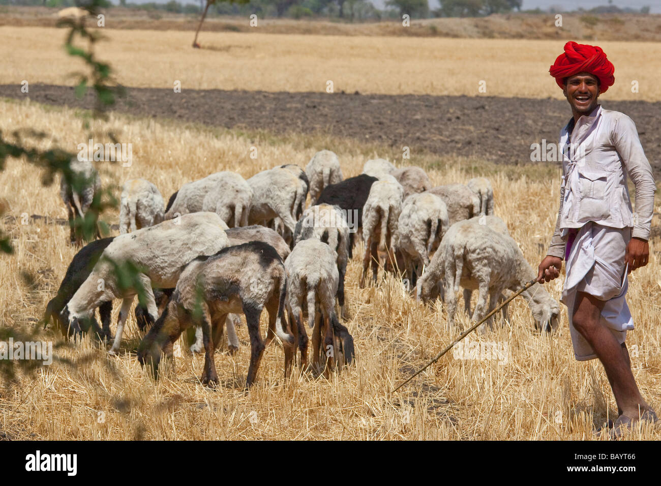 Berger Rajput portant Turban dans le Rajasthan en Inde Banque D'Images