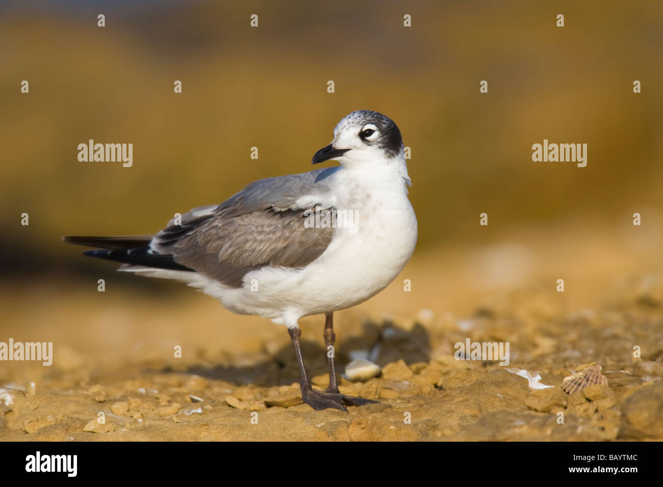 Première de l'hiver Franklin's Gull (Larus pipixcan) debout sur un rivage rocailleux Banque D'Images