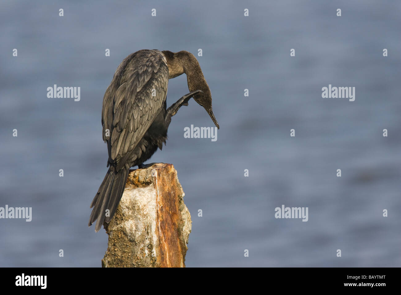 Grand Cormoran (Phalacrocorax adultes brasilianus) se gratter la tête avec son pied Banque D'Images